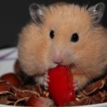 Can Hamsters Eat Walnuts Thumb