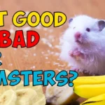 Hamster Eat Banana